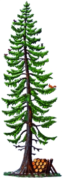 Spruce with lumberyard
