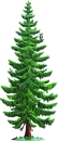 Fir tree slim